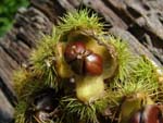 Castanea_sativa