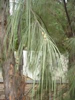 Casuarina_equisetifolia