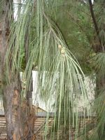 Casuarina_equisetifolia