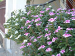 Catharanthus_roseus