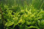 Caulerpa_taxifolia