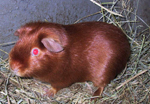 Cavia_porcellus