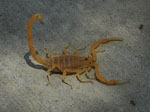 Centruroides_sculpturatus