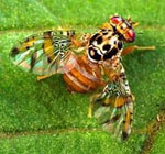 Ceratitis_capitata