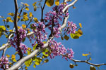 Cercis_gigantea