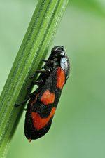 Cercopis_vulnerata