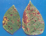 Cercospora_canescens_BHU