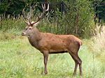 Cervus_elaphus_hippelaphus