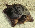 Chelydra_serpentina_serpentina