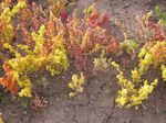 Chenopodium_pallidicaule