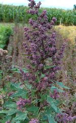 Chenopodium_quinoa_cultivar_Real_Blanca