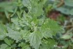 Chenopodium_suecicum