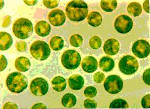 Chlorella_pyrenoidosa_FACHB_9