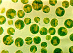 Chlorella_variabilis_NC64A