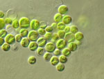 Chlorella_vulgaris