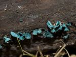 Chlorociboria_aeruginascens_IHIA39