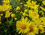 Chrysanthemum_indicum