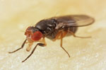 Chymomyza_costata