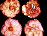 Ciborinia_camelliae_ICMP_19812