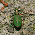Cicindela_campestris