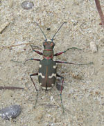 Cicindela_littoralis