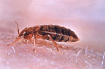 Cimex_lectularius