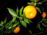 Citrus_aurantium