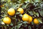 Citrus_clementina_x_Citrus_tangerina