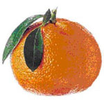 Citrus_reticulata