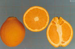 Citrus_sinensis