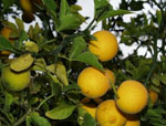 Citrus_trifoliata
