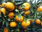 Citrus_unshiu_cultivar_Miyagawa_wase