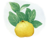 Citrus_x_paradisi_x_Citrus_trifoliata