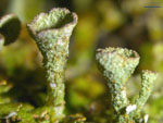 Cladonia_grayi