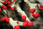 Cladonia_macilenta_KoLRI003786