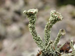 Cladonia_metacorallifera_KoLRI002260