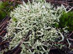 Cladonia_uncialis_Normore_8774