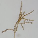 Cladosporium_cladosporioides_IMV_00236