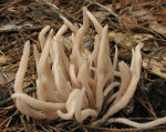 Clavaria_fumosa