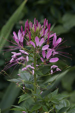 Cleome_hassleriana