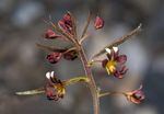 Cleome_violacea