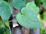 Codonopsis_javanica