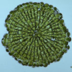 Coleochaete_orbicularis