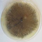 Colletotrichum_sublineola_CBS_131301