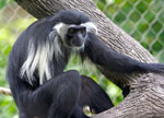 Colobus_angolensis_palliatus