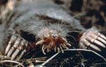 Condylura_cristata