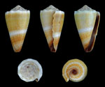 Conus_lividus