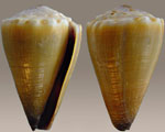 Conus_sanguinolentus