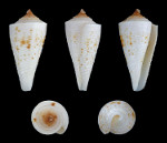 Conus_tribblei