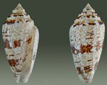 Conus_victoriae